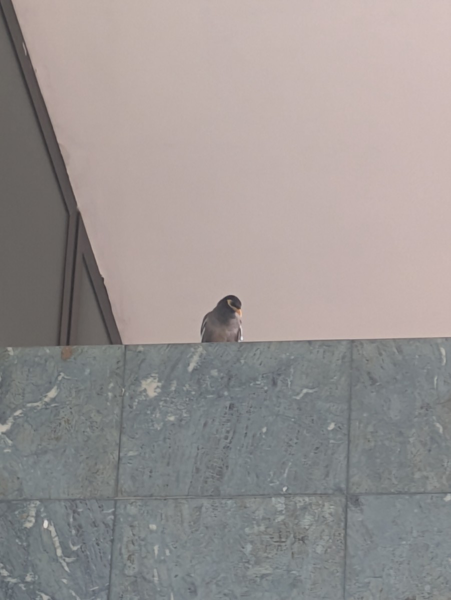 Common Myna - ML624515527