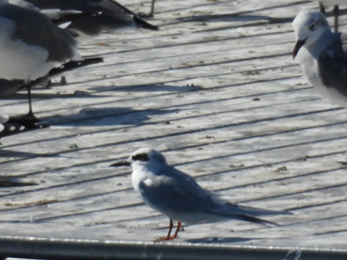 Forster's Tern - ML624515533