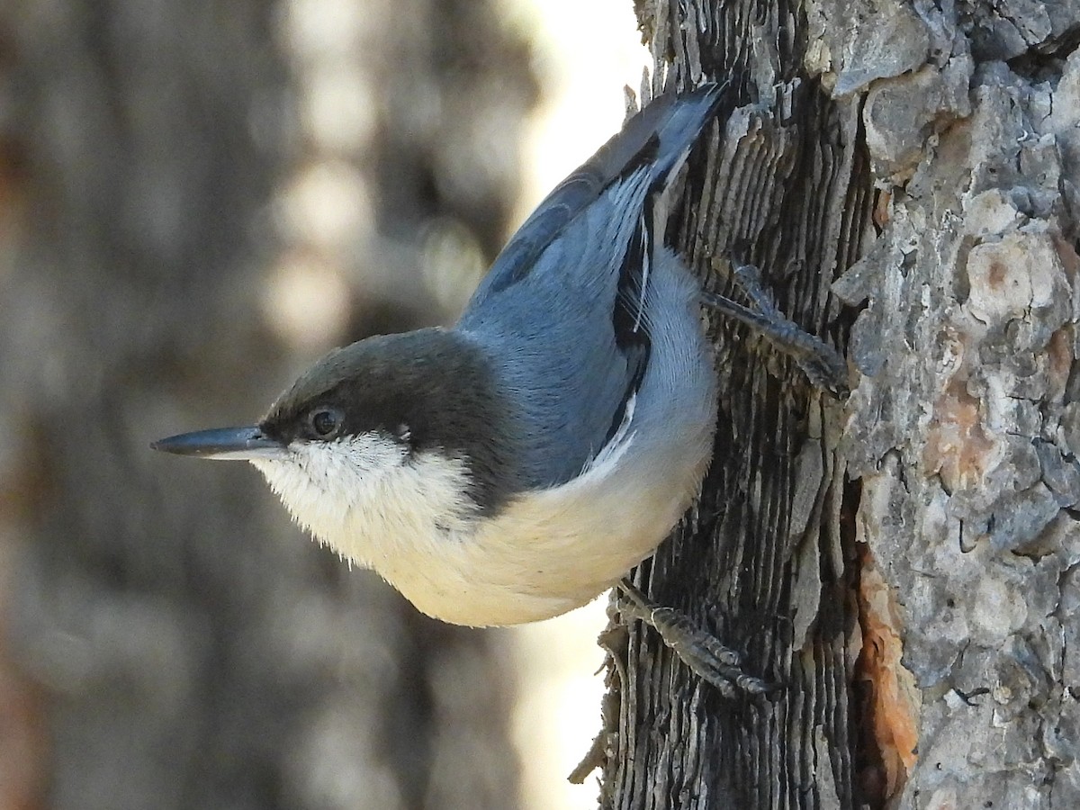 Pygmy Nuthatch - ML624515614