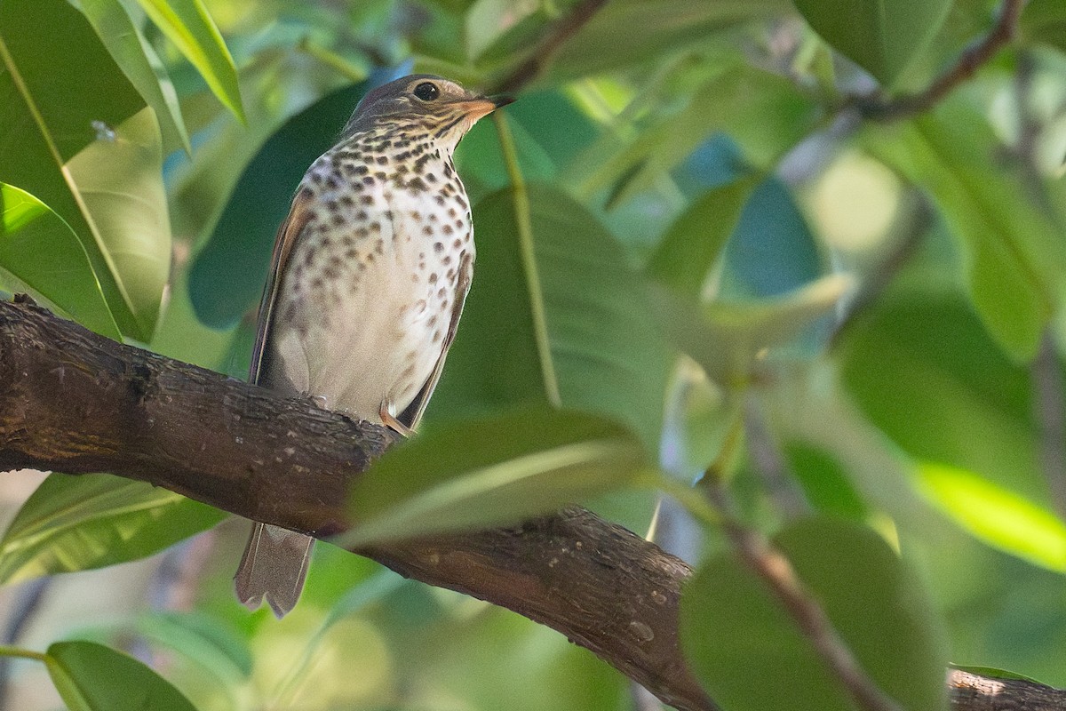 Swainson's Thrush - ML624515723