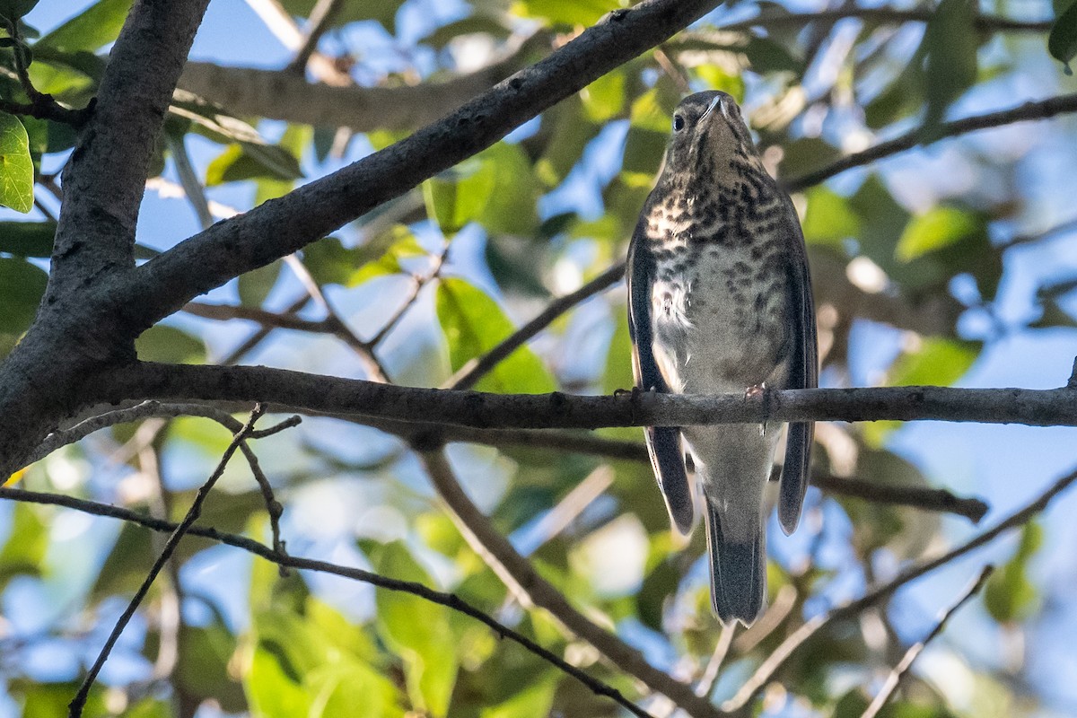 Swainson's Thrush - ML624515725