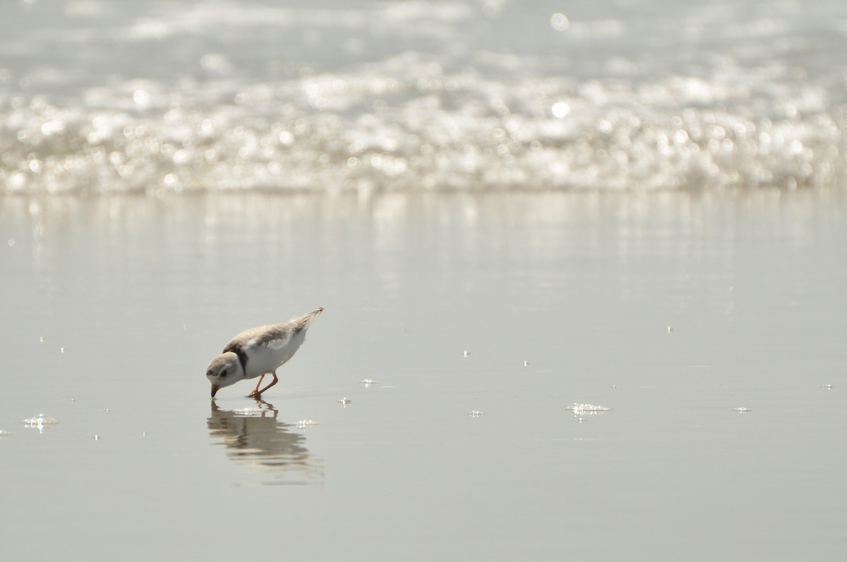 Piping Plover - ML624515727