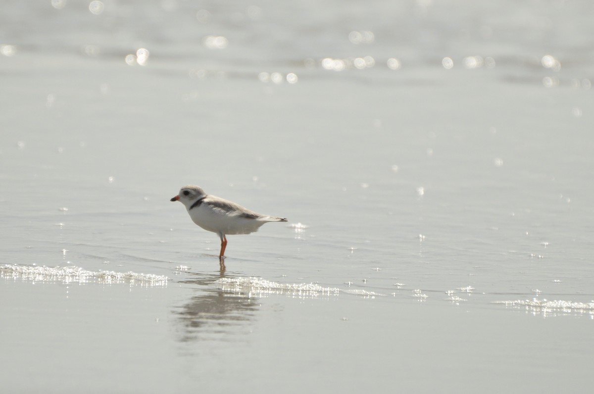 Piping Plover - ML624515728