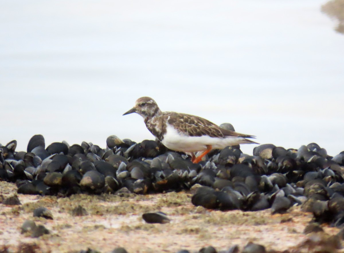 Ruddy Turnstone - ML624515755