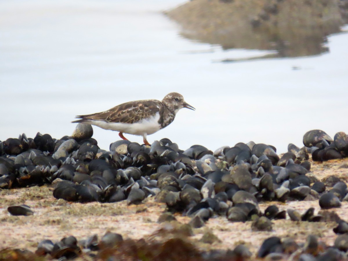 Ruddy Turnstone - ML624515778