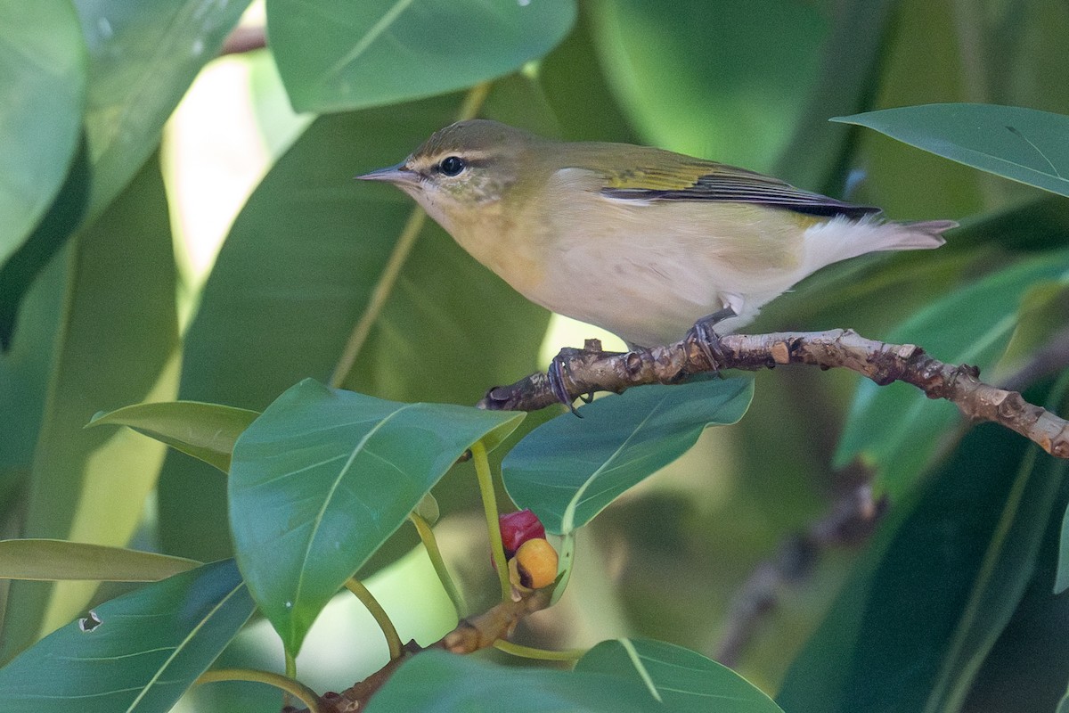 Tennessee Warbler - ML624515784