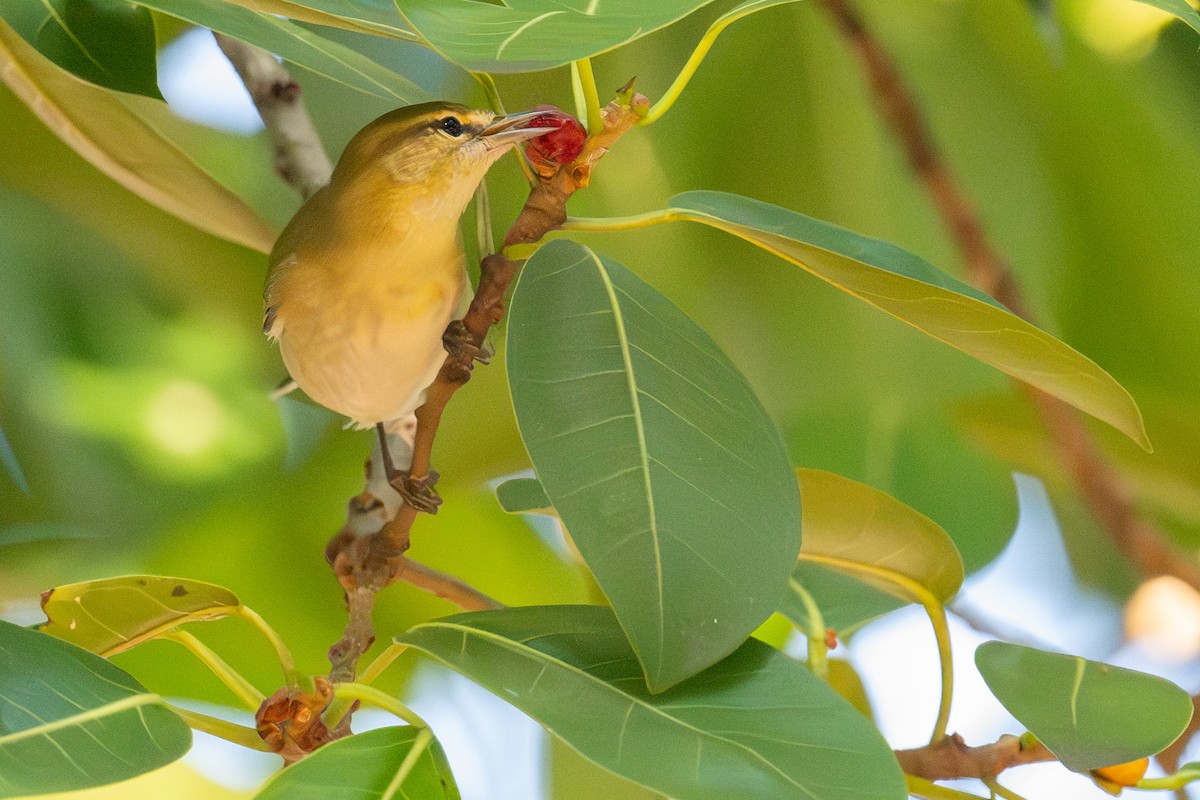 Tennessee Warbler - ML624515785