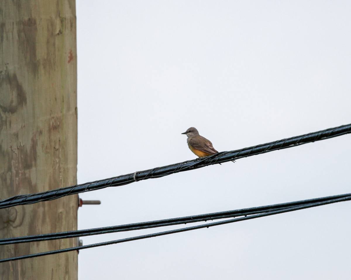 Western Kingbird - Daniel S.