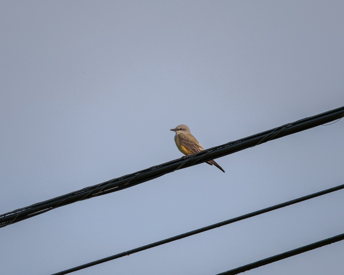 Western Kingbird - Daniel S.