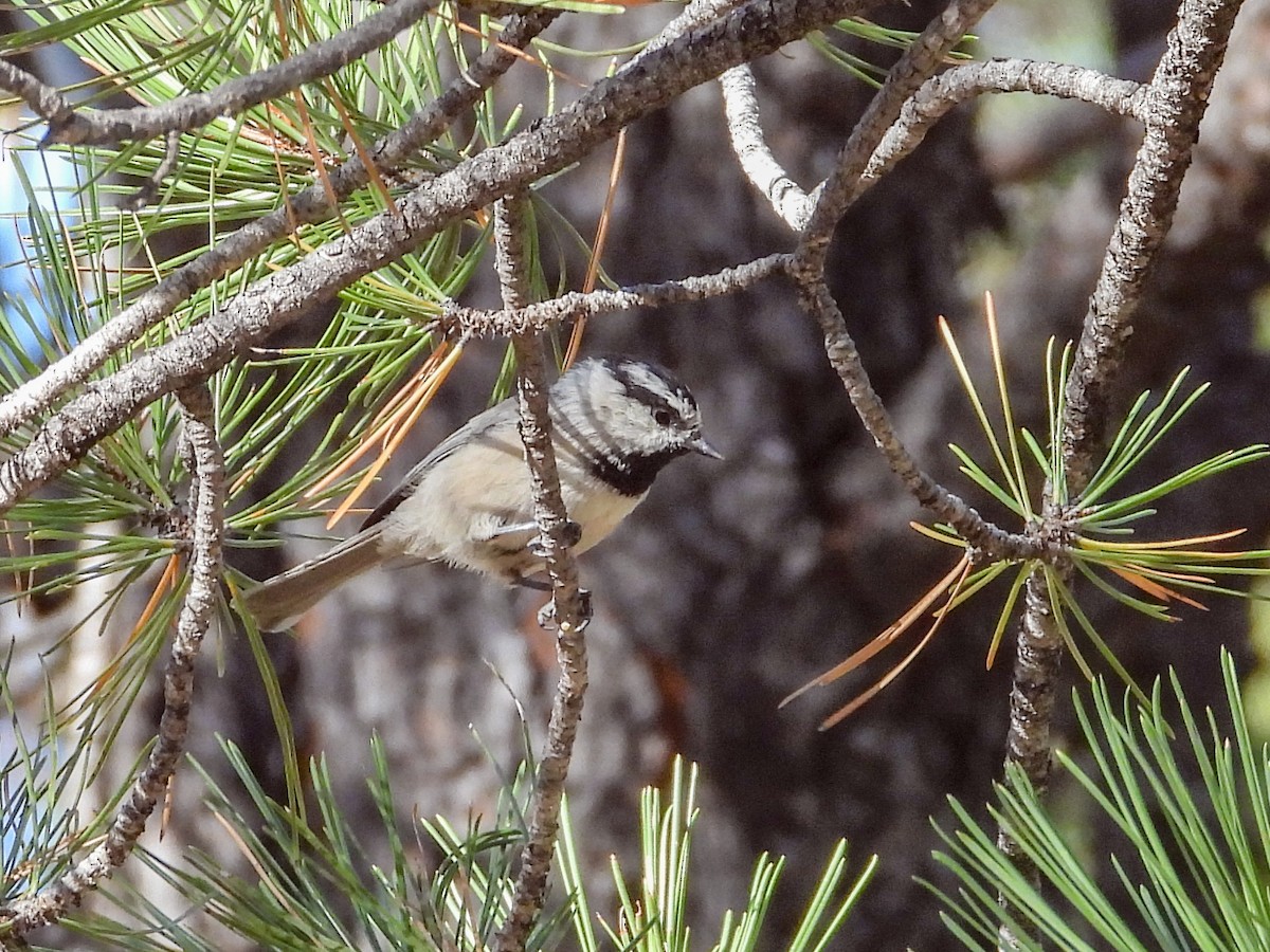 Mountain Chickadee - ML624515820