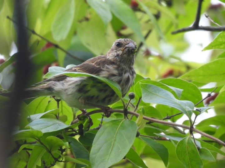 Purple Finch - ML624515826