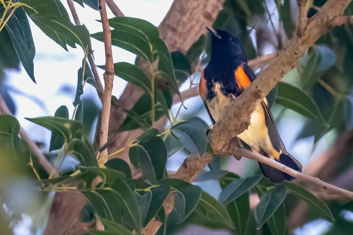 American Redstart - ML624515827