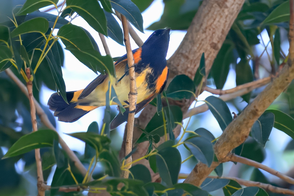 American Redstart - ML624515828