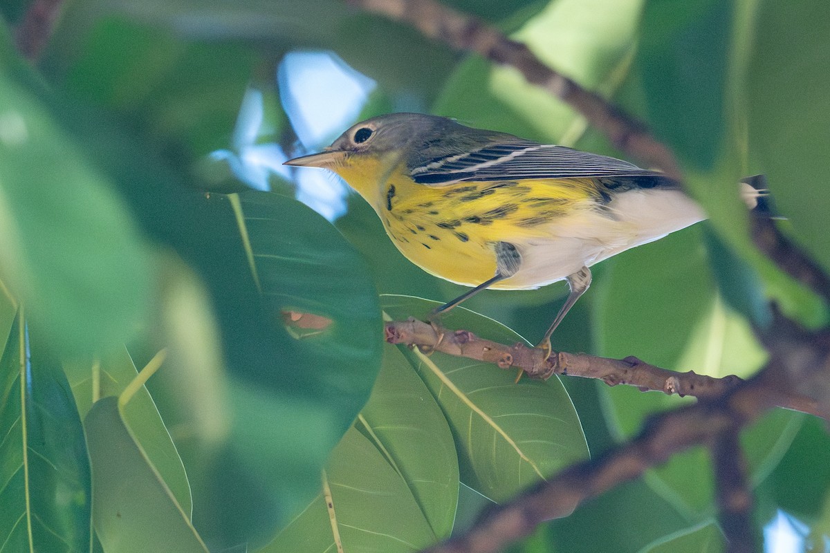 Magnolia Warbler - ML624515840