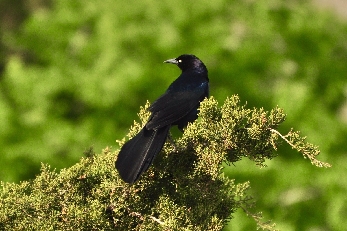 Boat-tailed Grackle - ML624515842