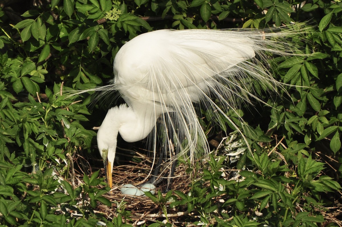 Great Egret - ML624515891