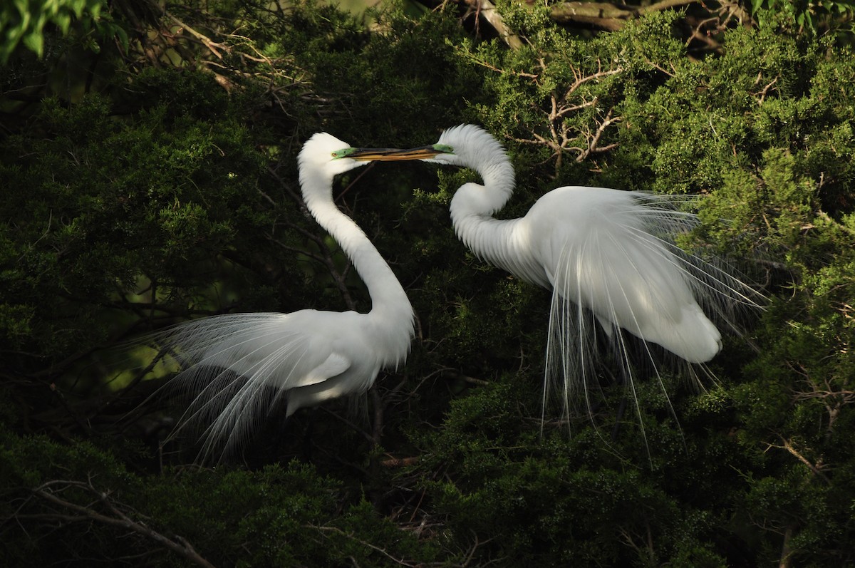 Great Egret - ML624515892