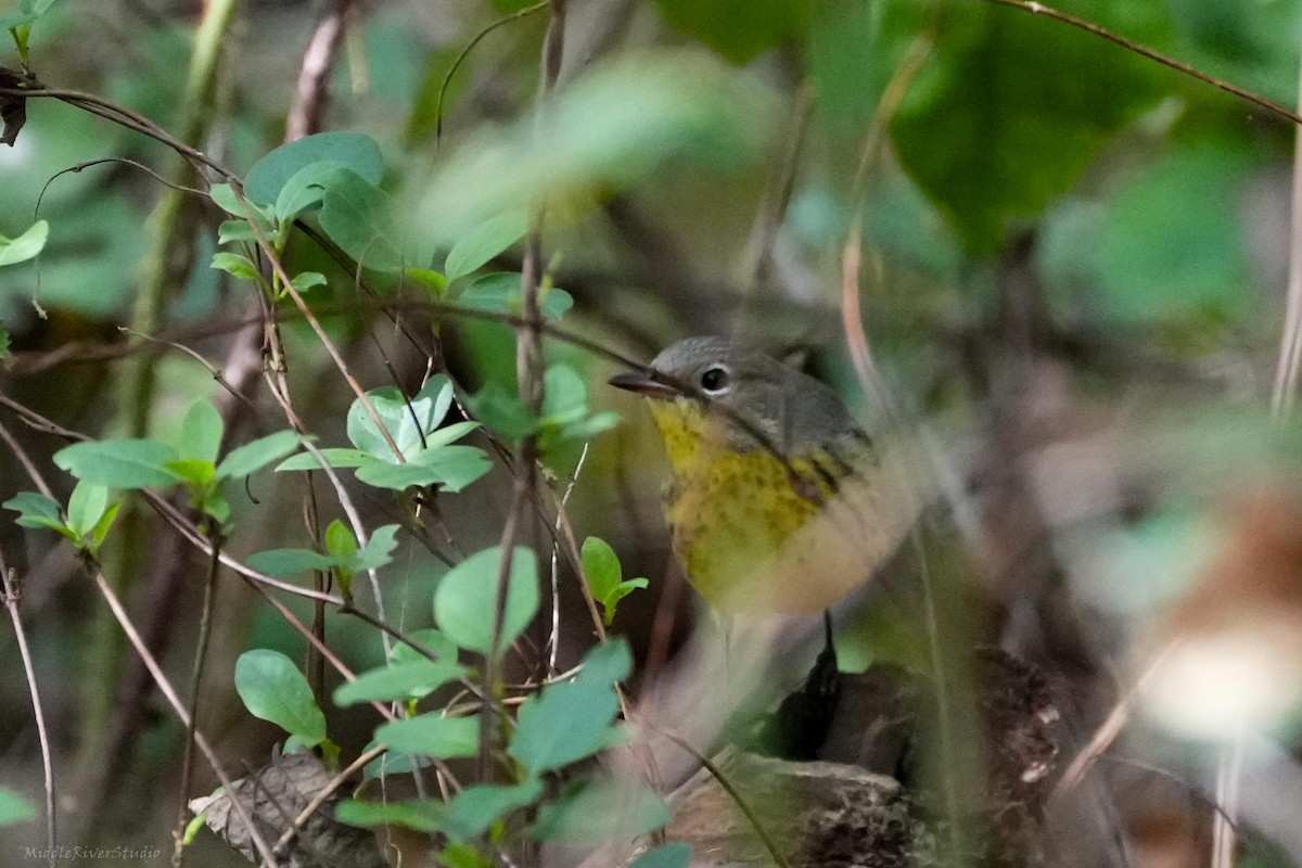 Kirtland's Warbler - ML624515935