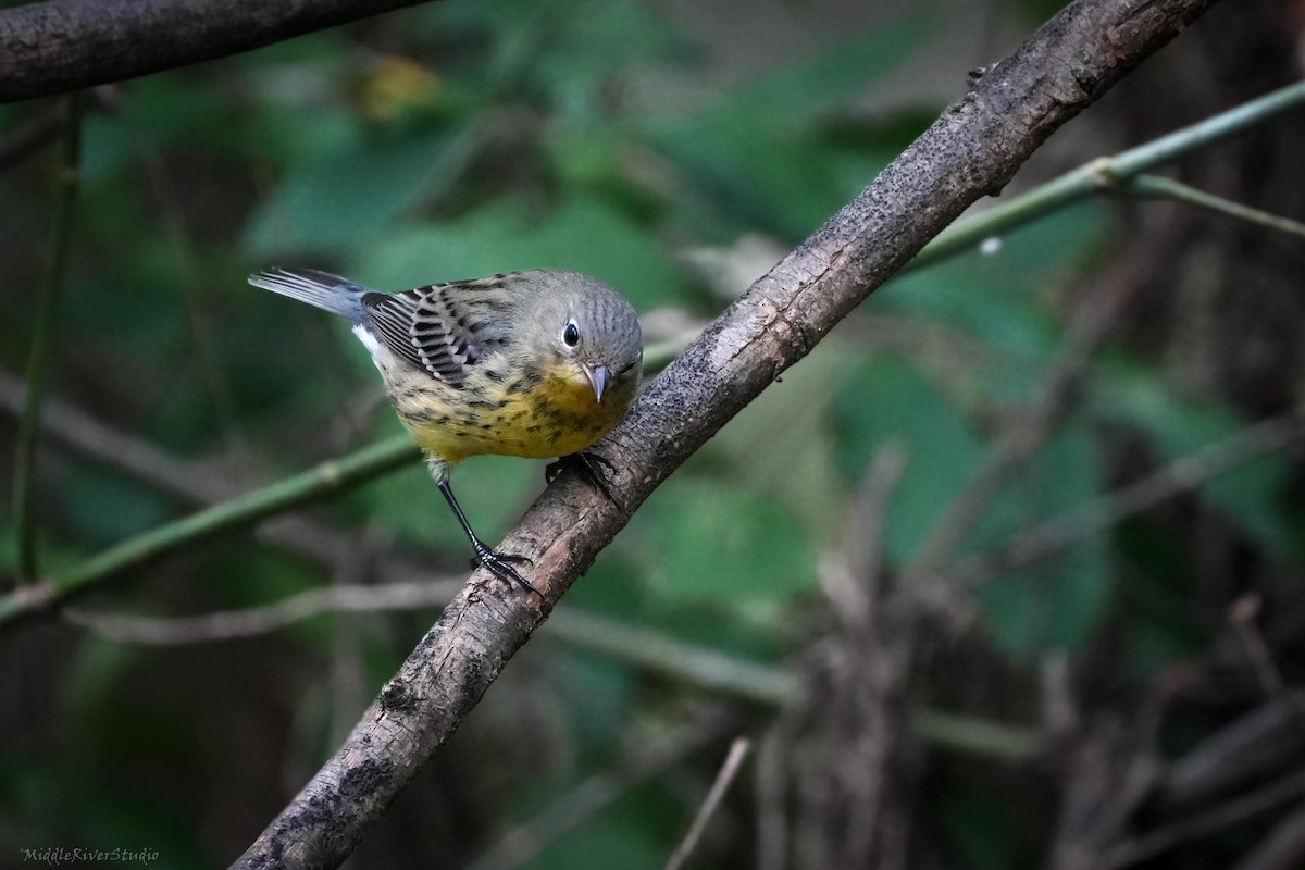 Kirtland's Warbler - ML624515936