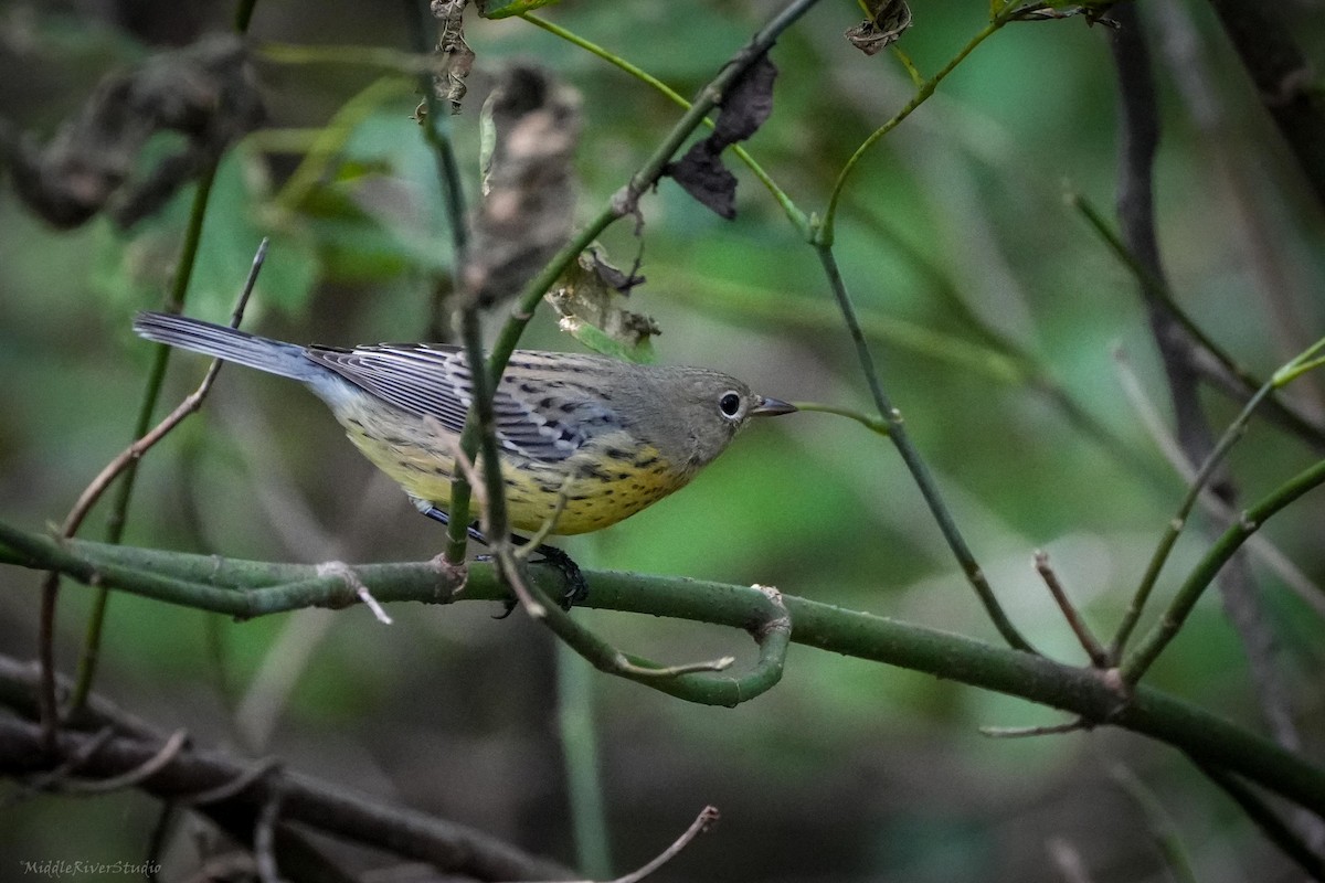 Kirtland's Warbler - ML624515939