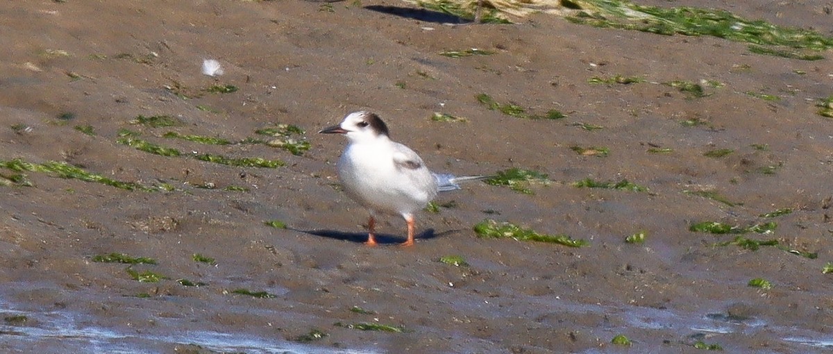 Forster's Tern - ML624516021