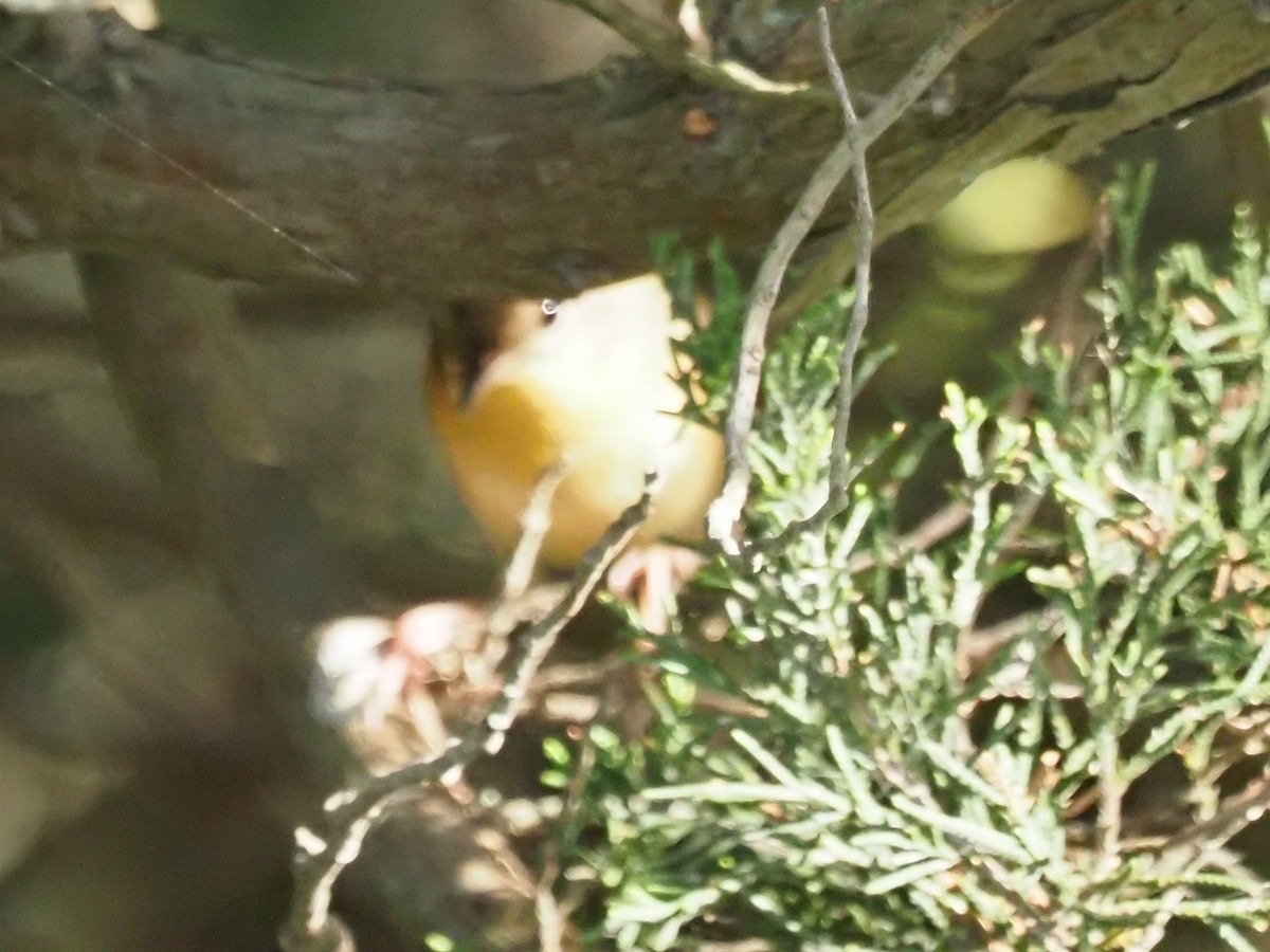 new world warbler sp. - ML624516033