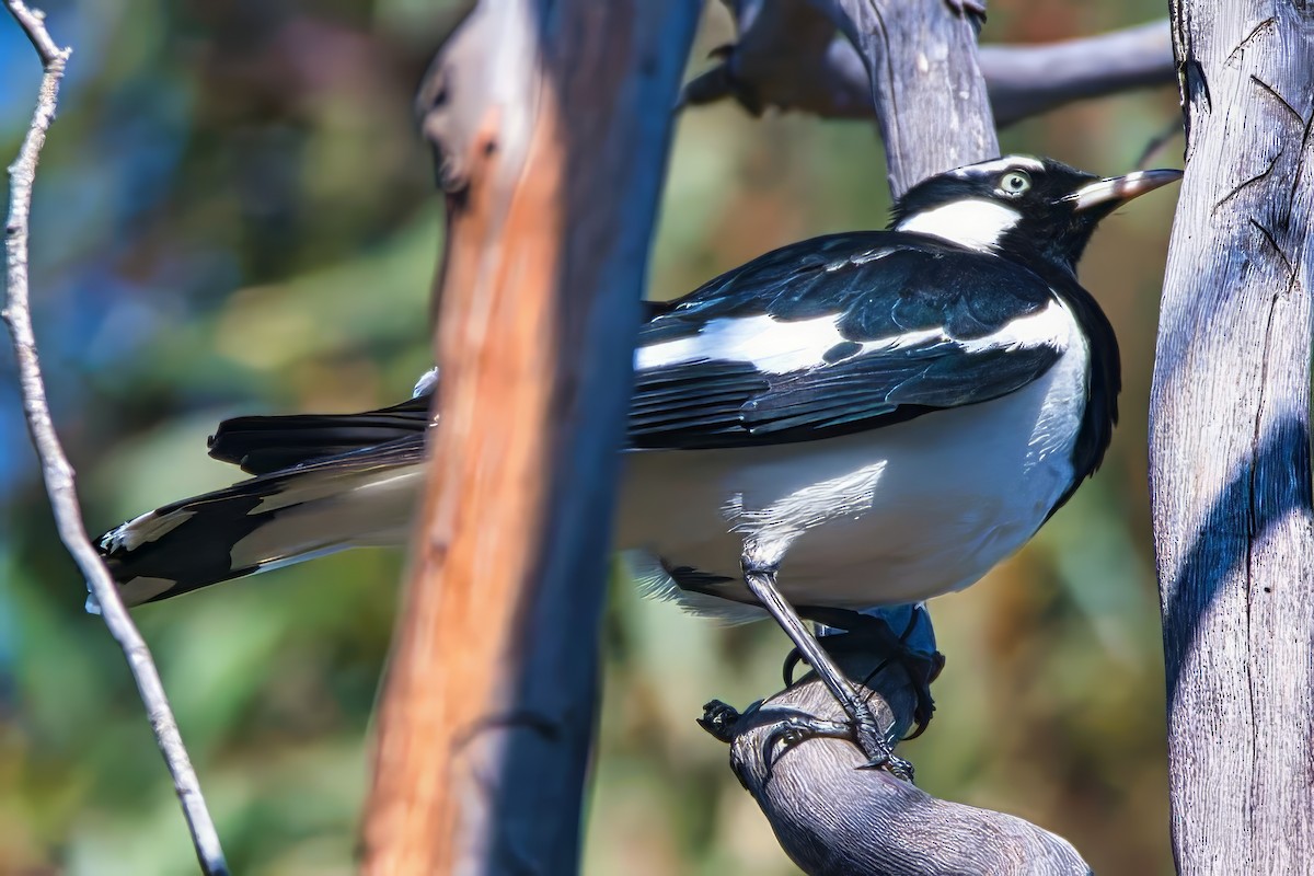 Magpie-lark - Alfons  Lawen