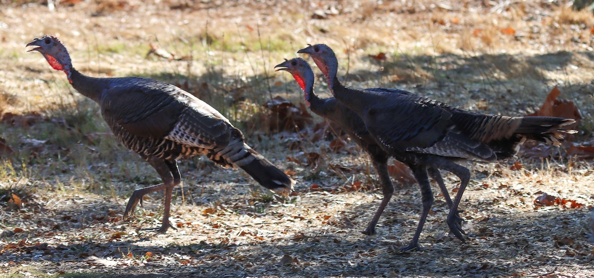 Guajolote Gallipavo - ML624516112