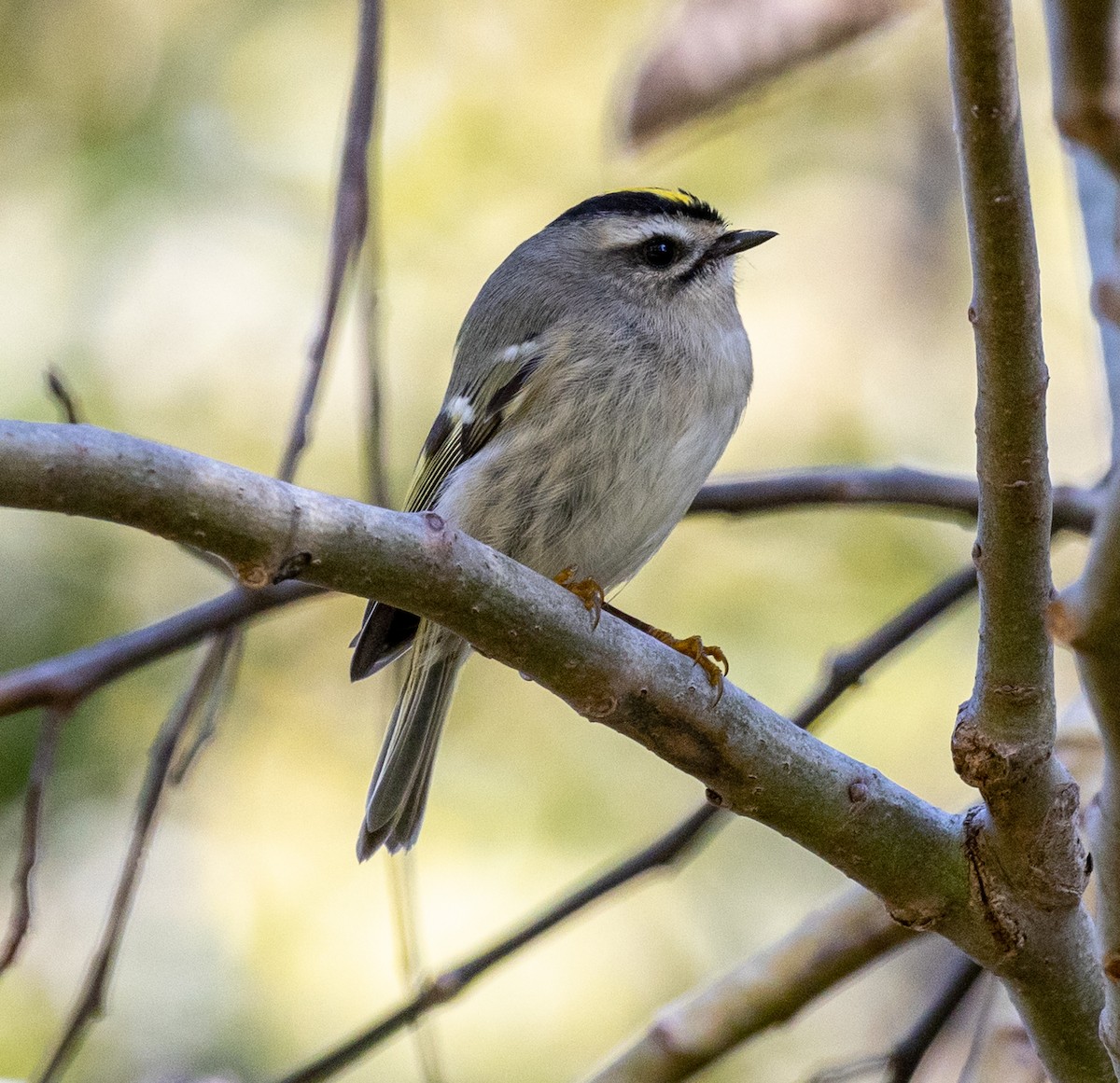 Golden-crowned Kinglet - ML624516122