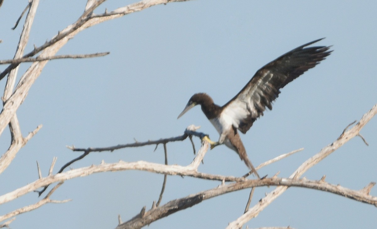 Brown Booby (Atlantic) - Cyrus Allen