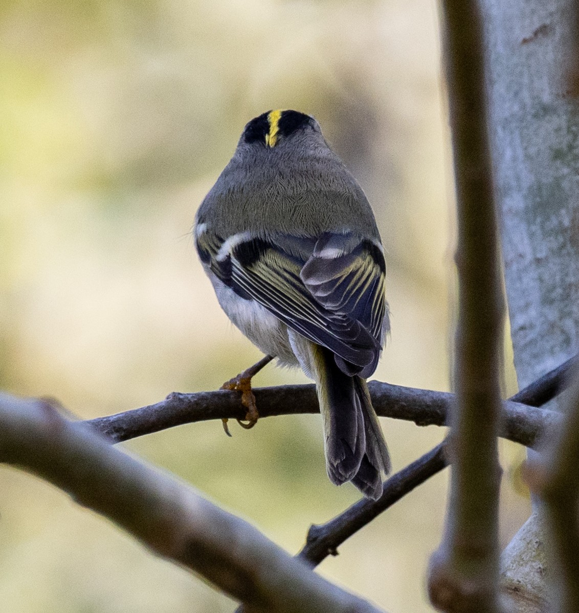 Golden-crowned Kinglet - ML624516132