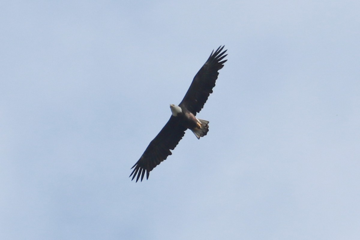 Weißkopf-Seeadler - ML624516140