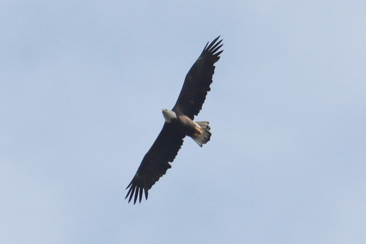 Weißkopf-Seeadler - ML624516142