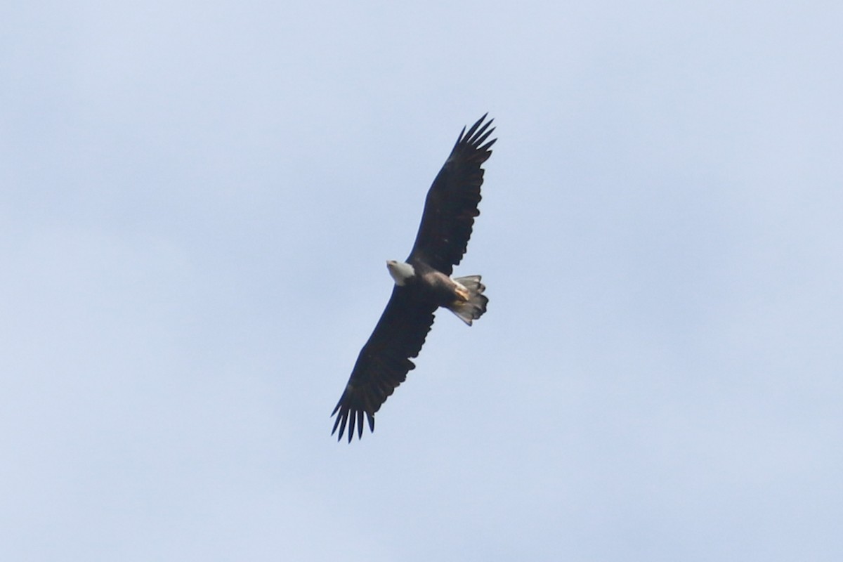 Bald Eagle - ML624516143