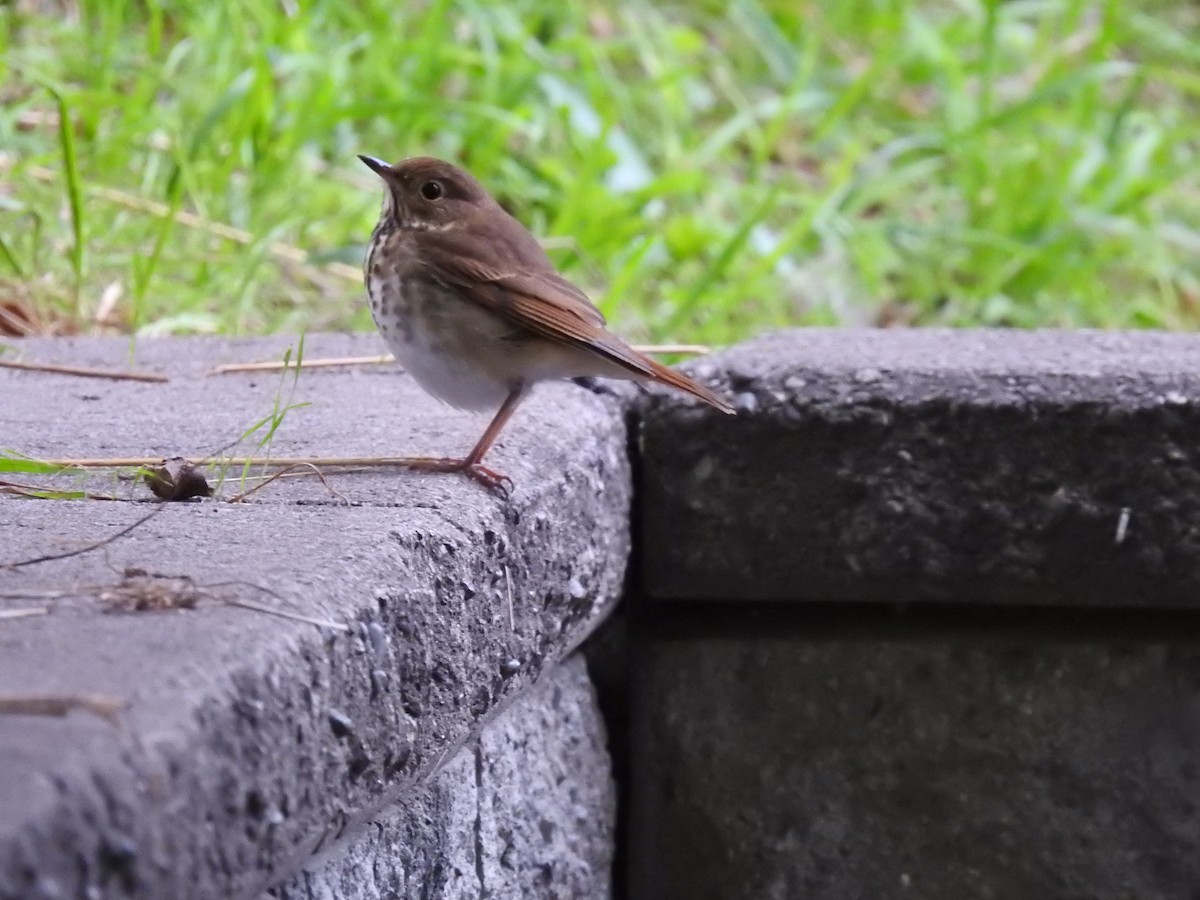 Hermit Thrush - ML624516145