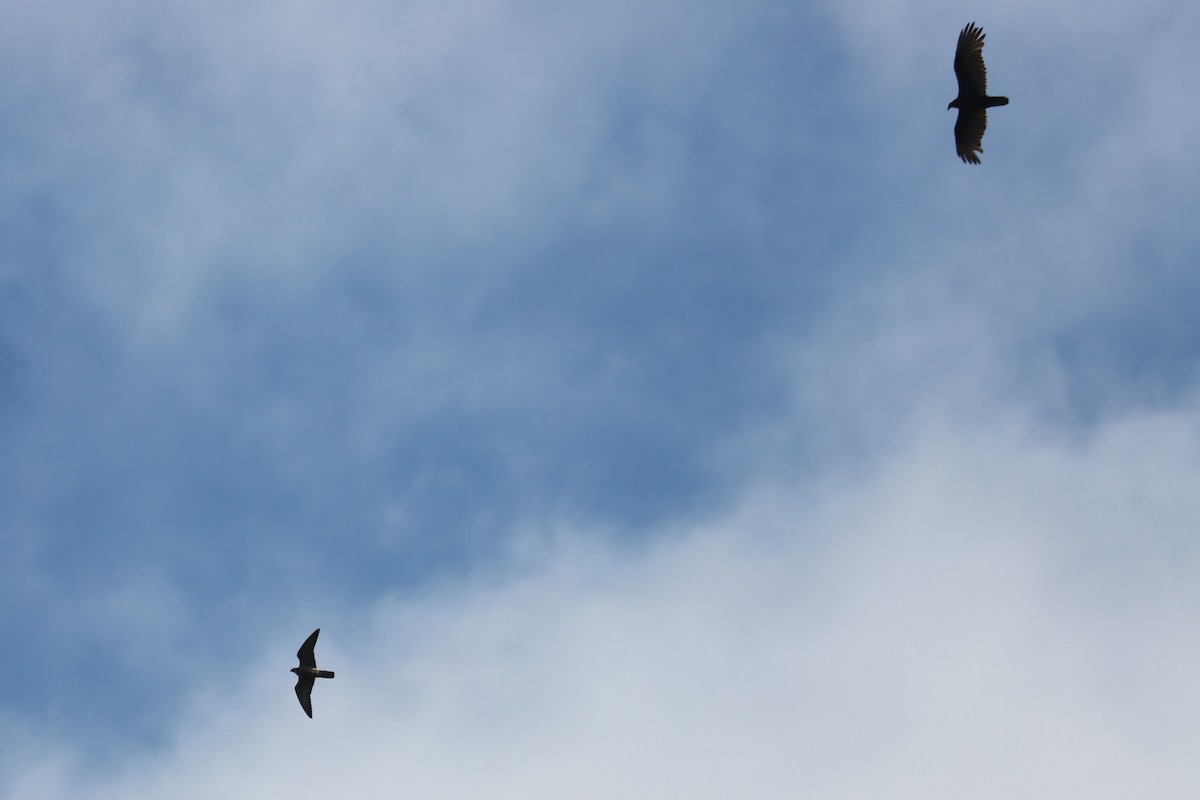 Turkey Vulture - ML624516214