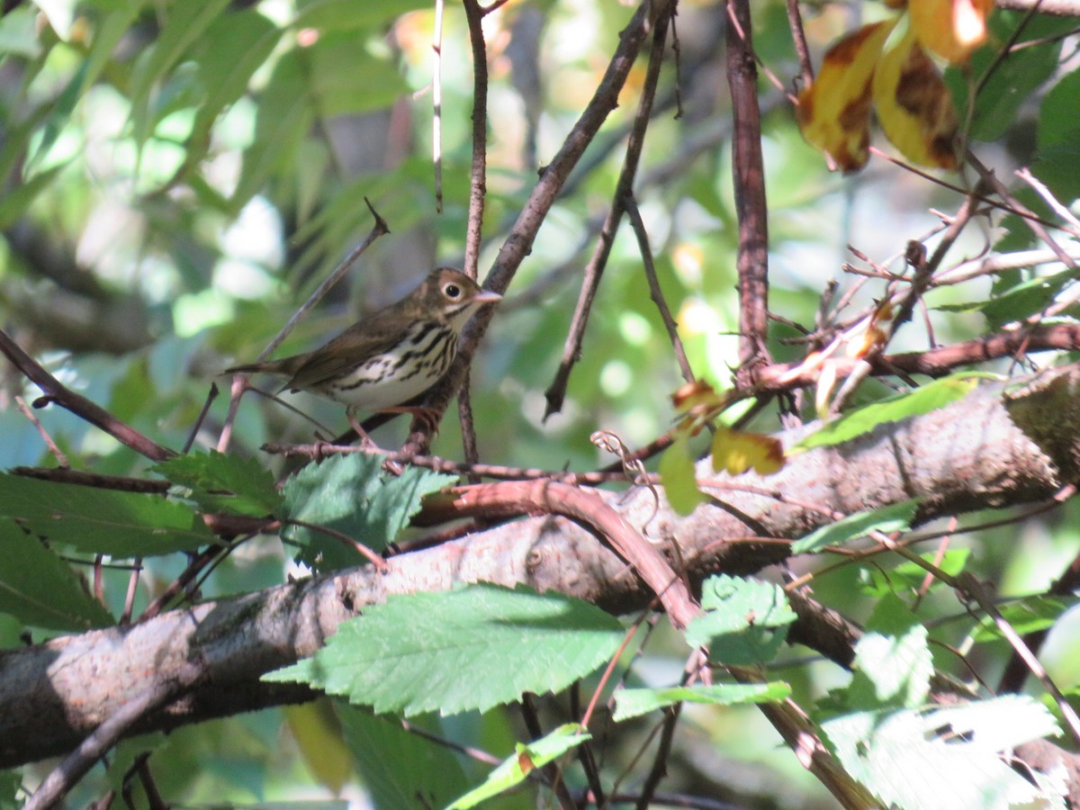 Ovenbird - ML624516252