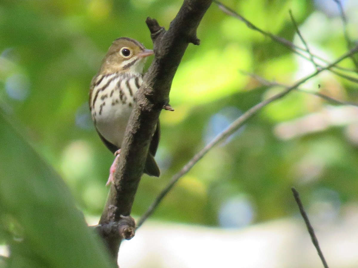 Ovenbird - ML624516253