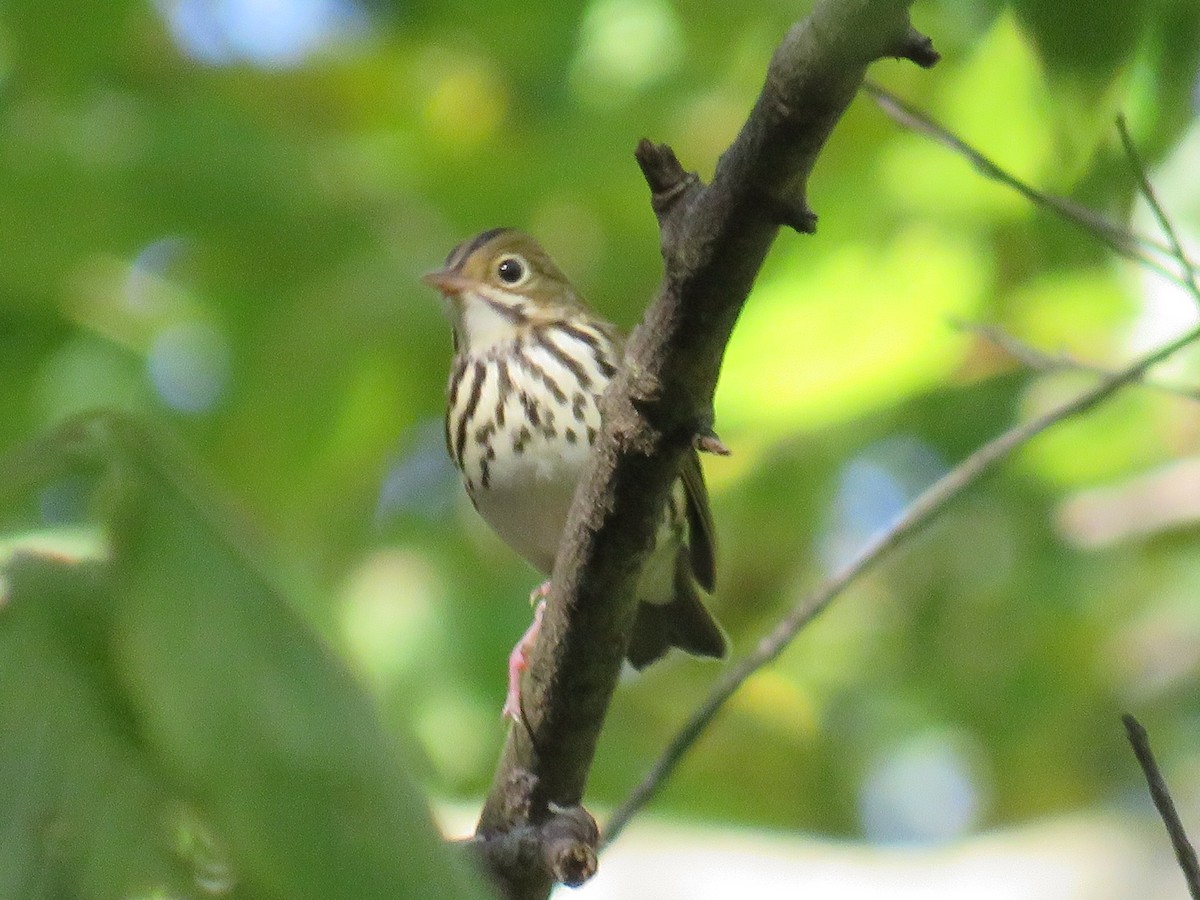 Ovenbird - ML624516254
