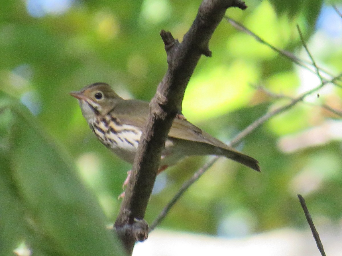 Ovenbird - ML624516255