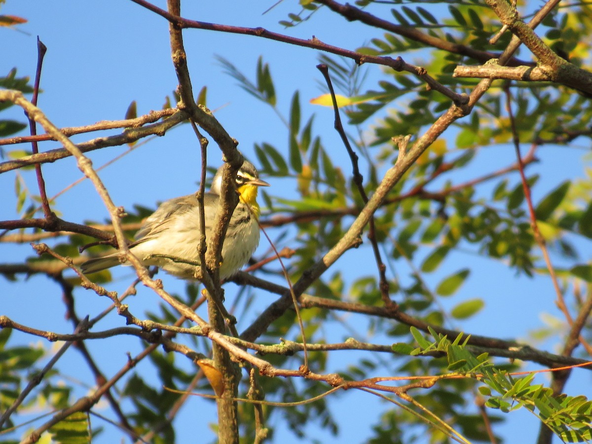 Yellow-throated Warbler - Nathaniel Keyse