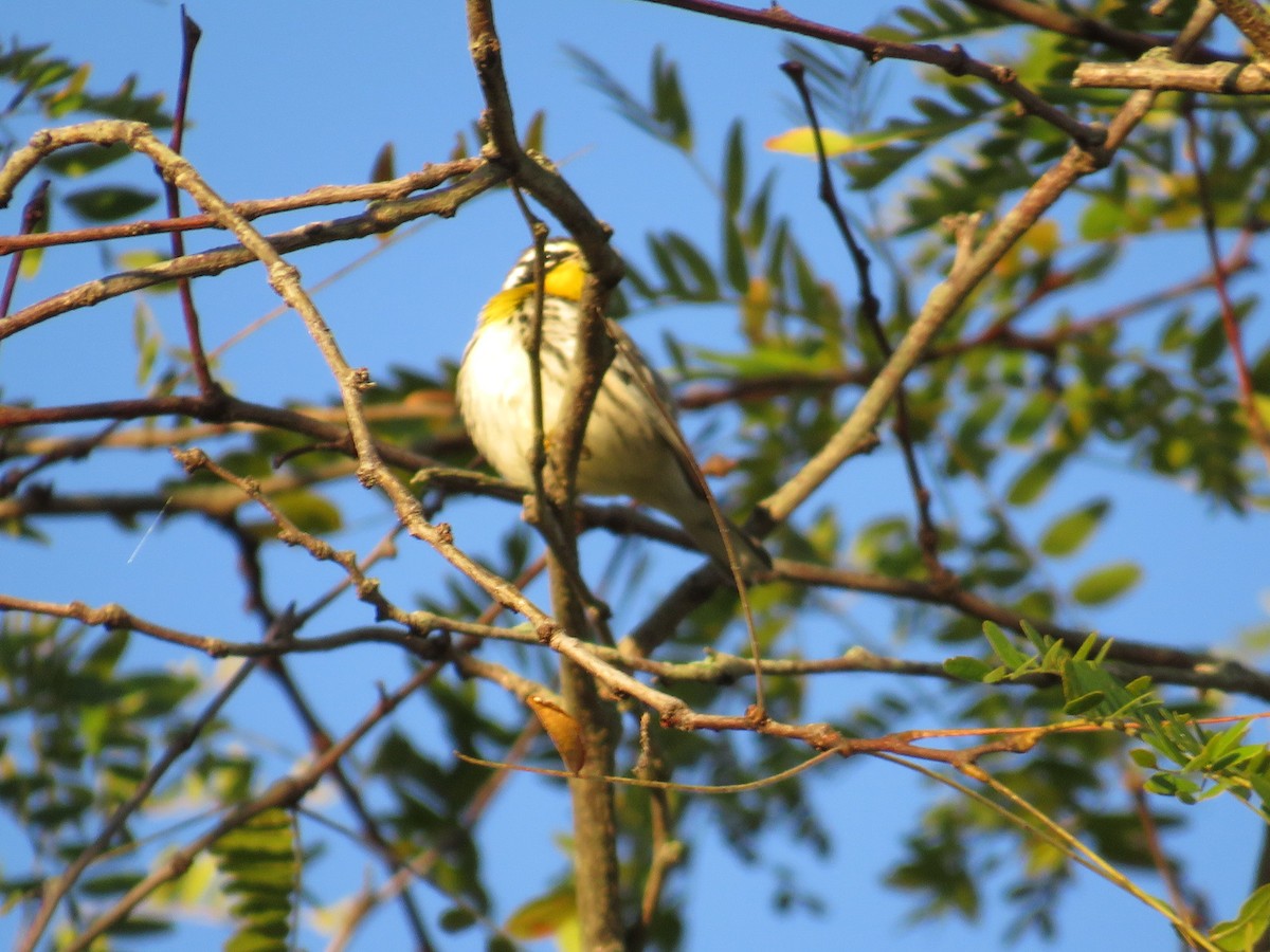 Yellow-throated Warbler - ML624516266