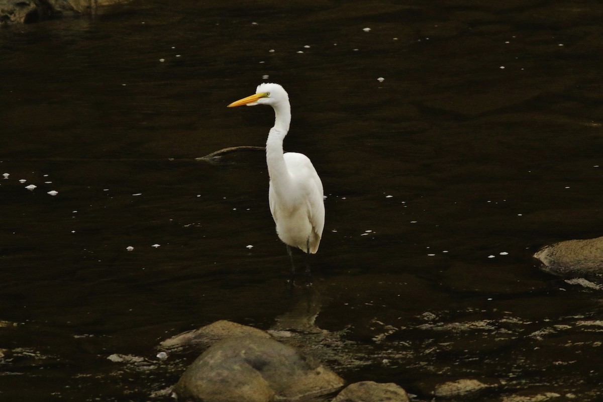 Great Egret - ML624516319