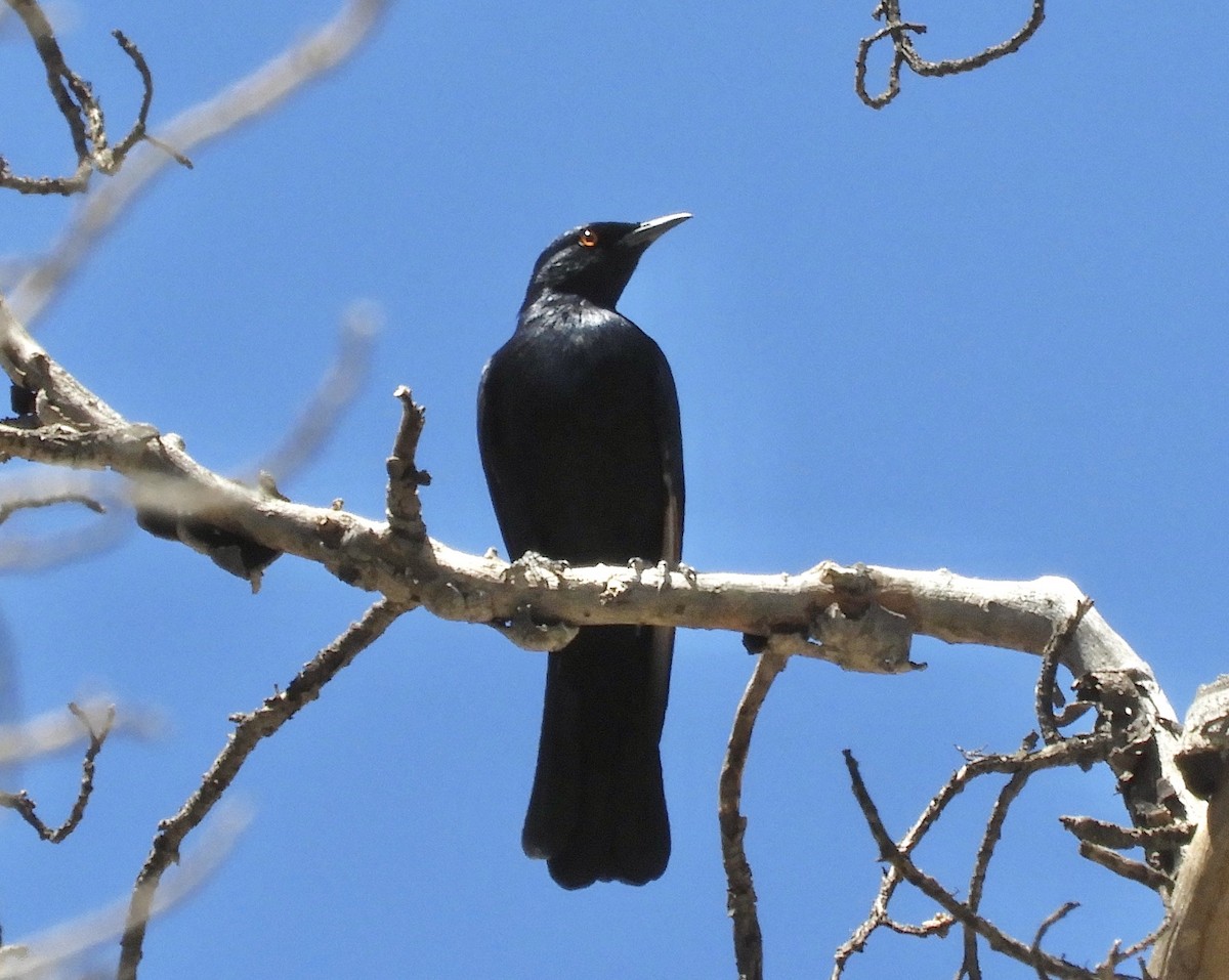 Pale-winged Starling - ML624516367