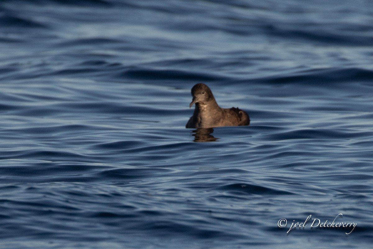 Sooty Shearwater - ML624516393