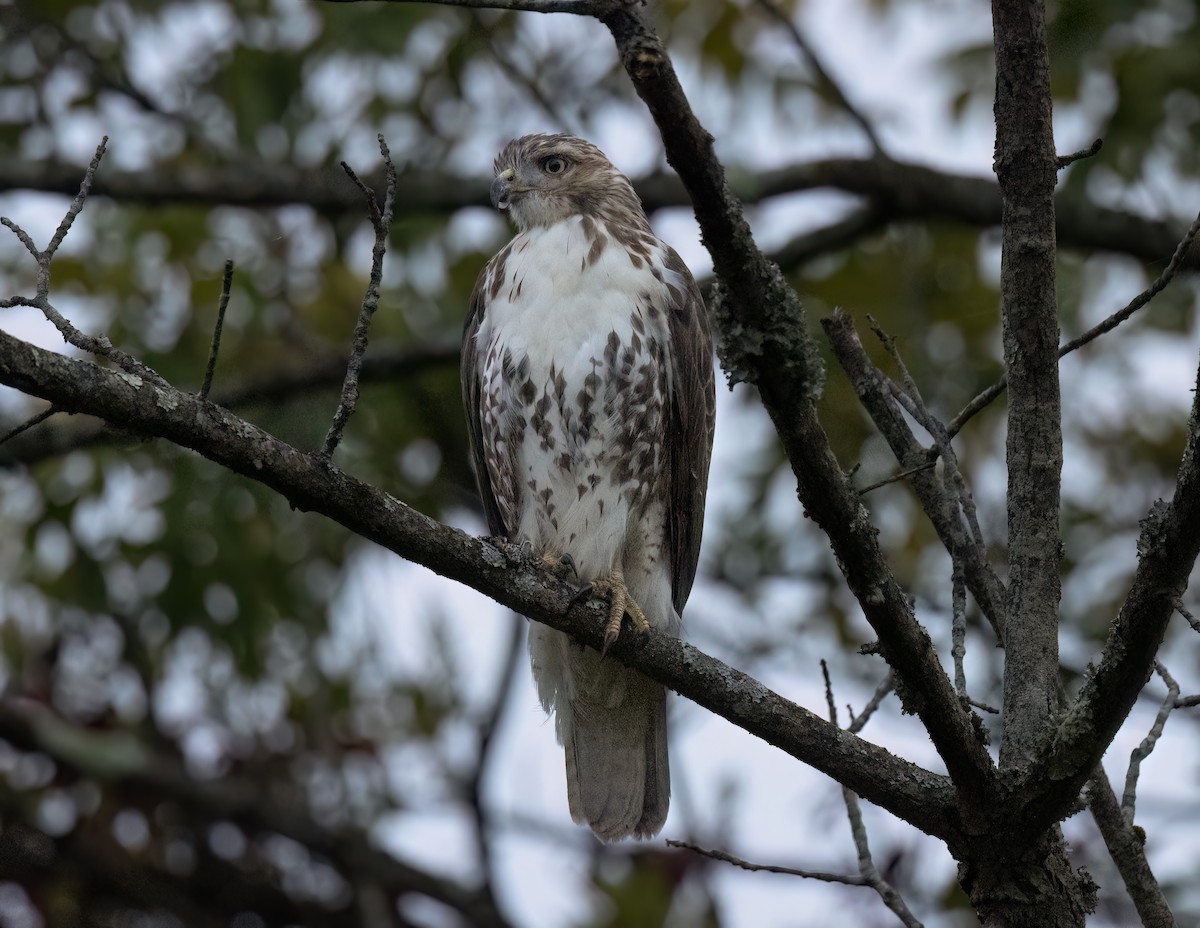 Rotschwanzbussard - ML624516531