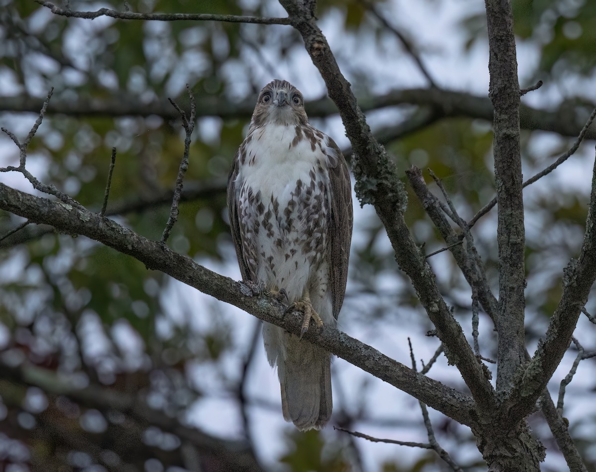 Rotschwanzbussard - ML624516532