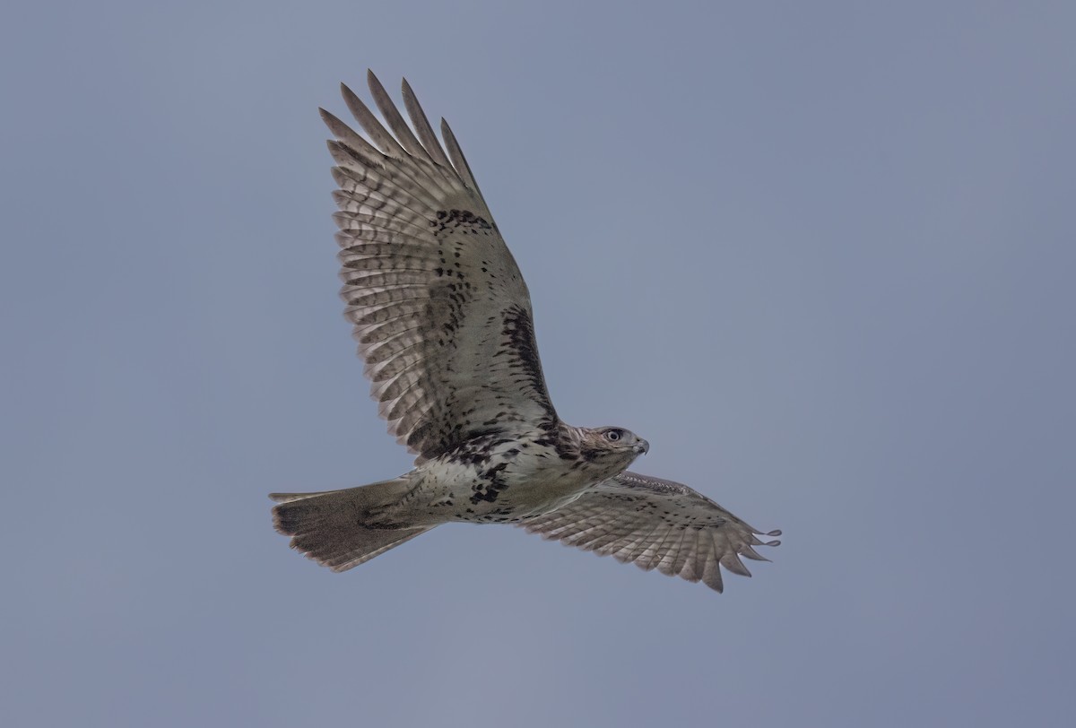 Red-tailed Hawk - ML624516533