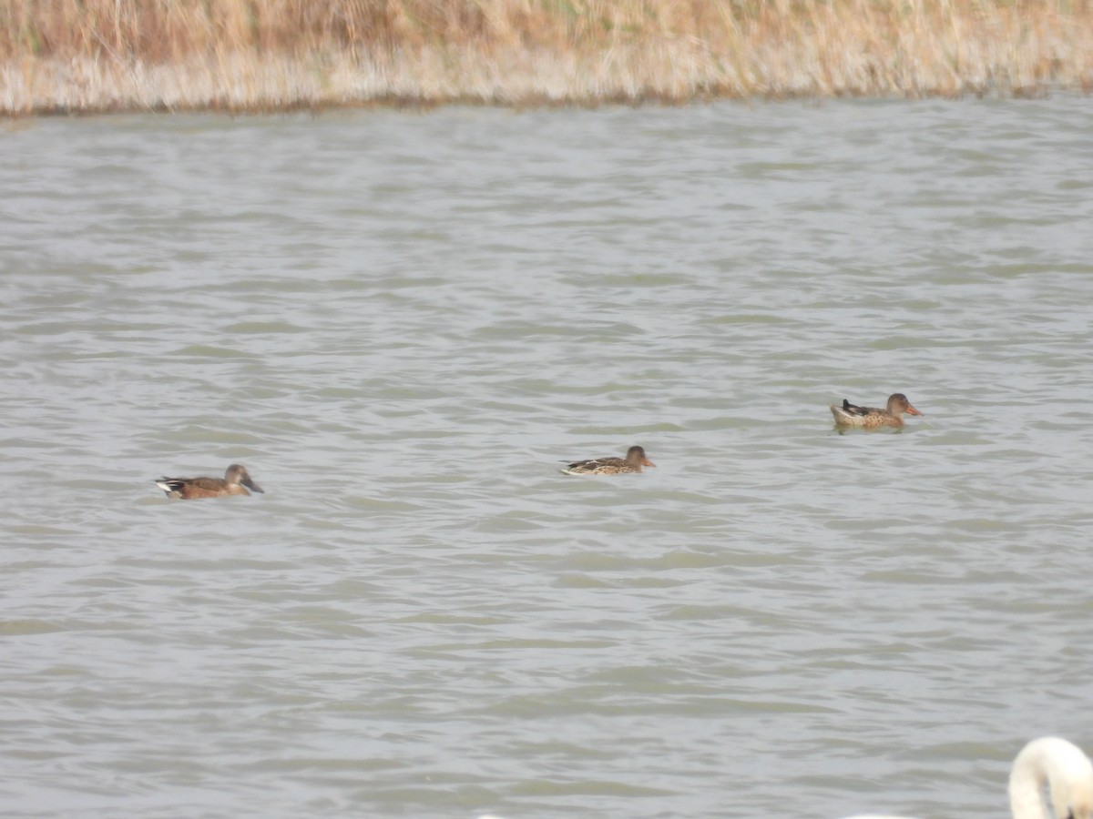 Northern Shoveler - ML624516536