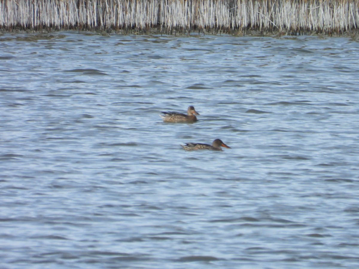 Northern Shoveler - ML624516537